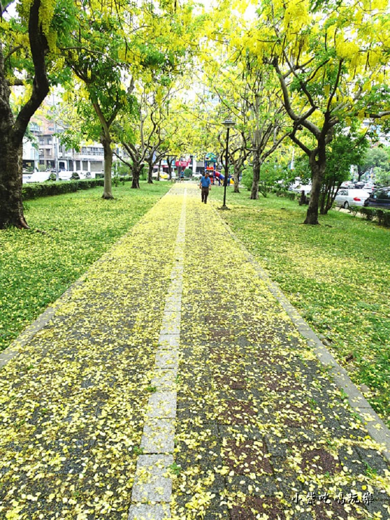 梅川東路一段-阿勃勒黃金雨21.jpg 梅川東路一段-阿勃勒黃金雨21.jpg