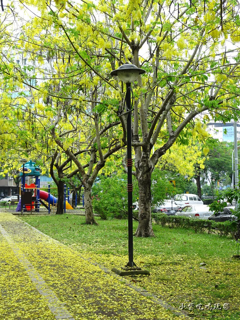 梅川東路一段-阿勃勒黃金雨20.jpg 梅川東路一段-阿勃勒黃金雨20.jpg