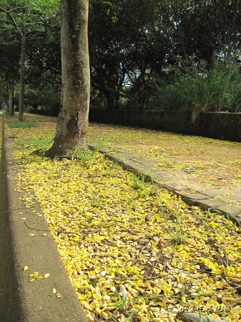 都會園路-黃金雨2.jpg 都會園路-黃金雨2.jpg
