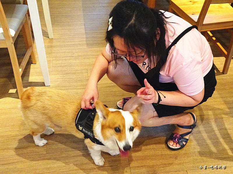 店狗-豆豆 (2)15.jpg