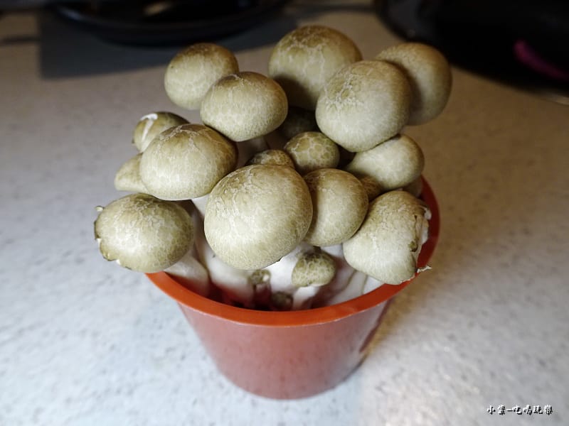 鴻喜菇.jpg