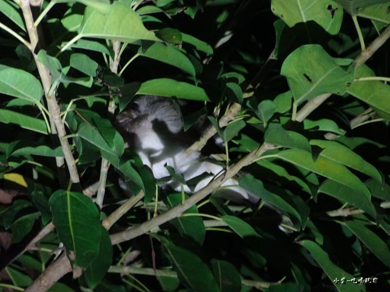夜間生態導覽 (11)1.jpg 夜間生態導覽 (11)1.jpg