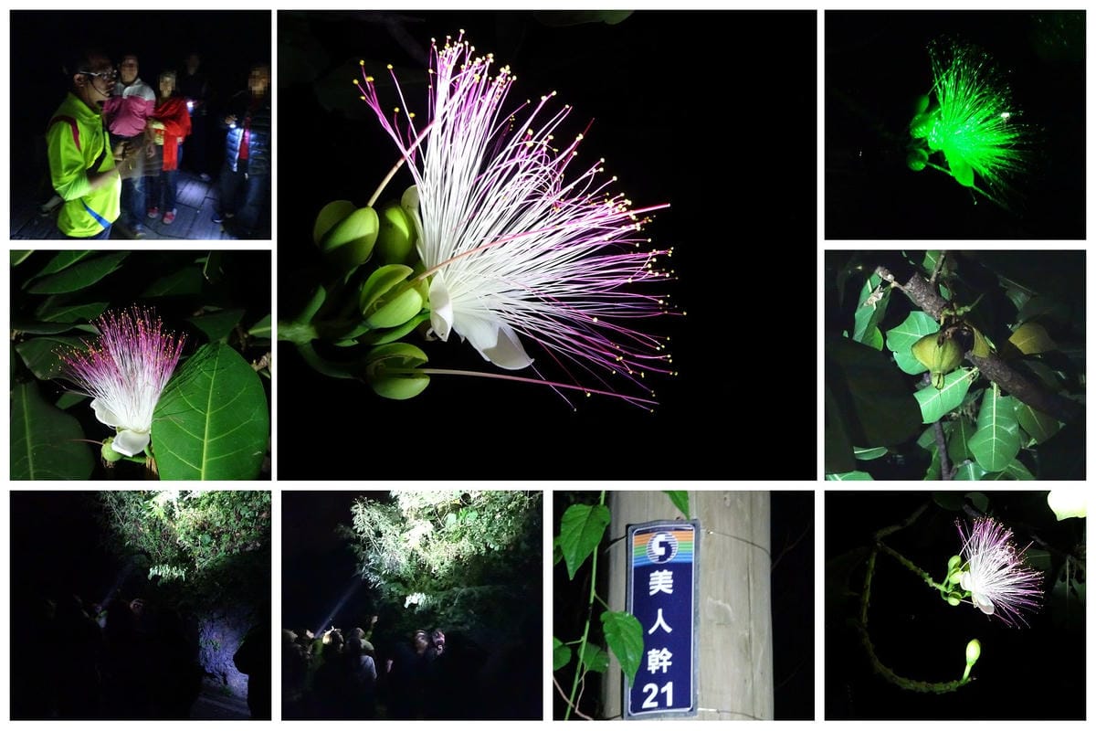 夜間生態導覽 -鳥植物.jpg 夜間生態導覽 -鳥植物.jpg
