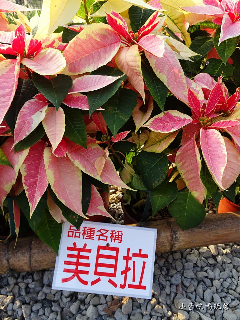 三民山城紅花燈火節13.jpg 三民山城紅花燈火節13.jpg