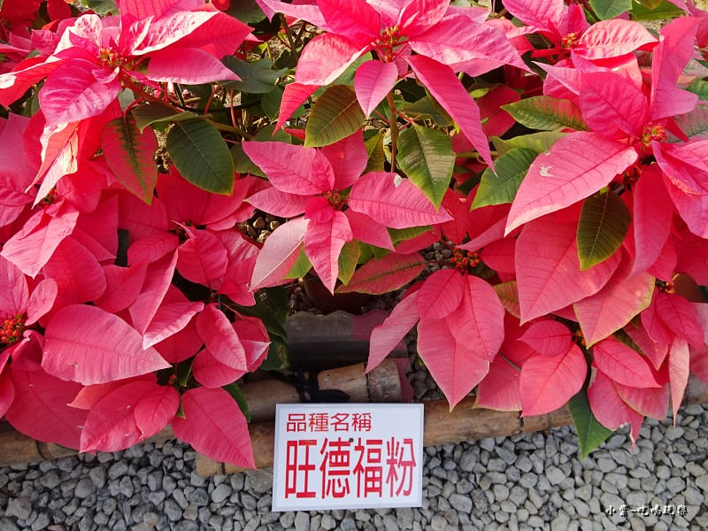 三民山城紅花燈火節8.jpg 三民山城紅花燈火節8.jpg