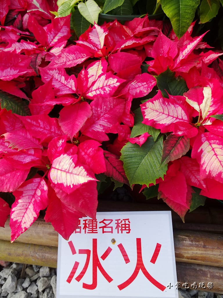 三民山城紅花燈火節17.jpg 三民山城紅花燈火節17.jpg