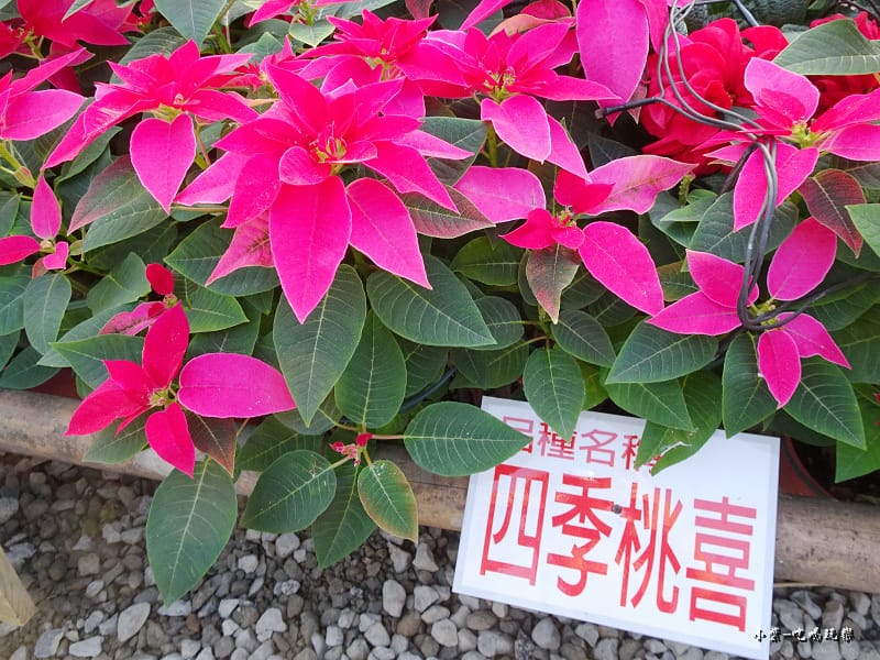 三民山城紅花燈火節5.jpg 三民山城紅花燈火節5.jpg