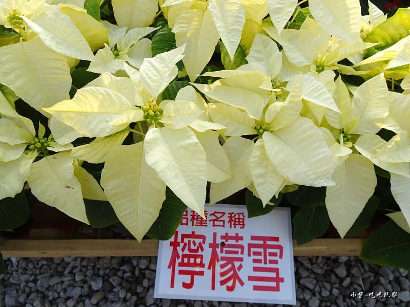三民山城紅花燈火節6.jpg 三民山城紅花燈火節6.jpg
