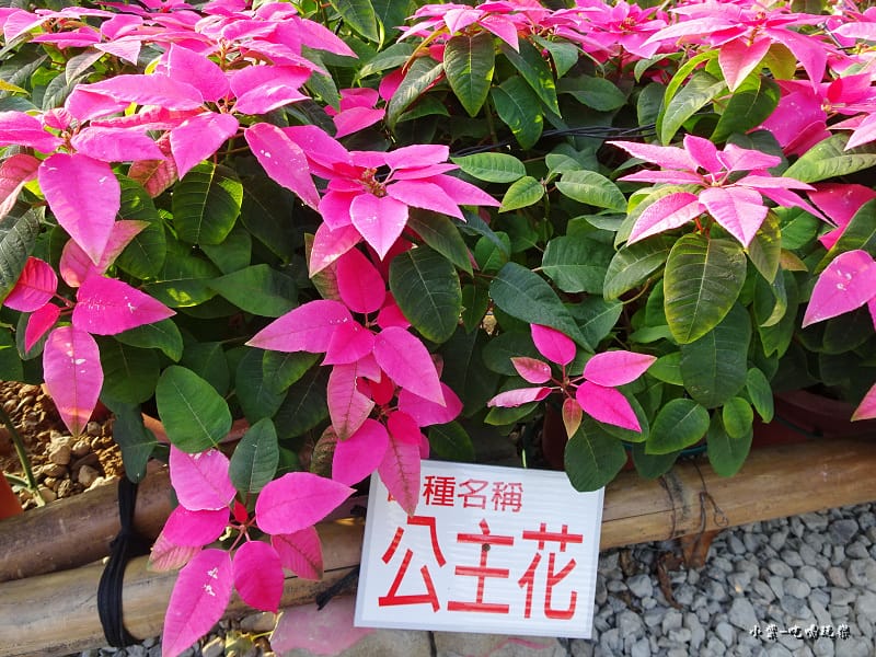 三民山城紅花燈火節4.jpg 三民山城紅花燈火節4.jpg
