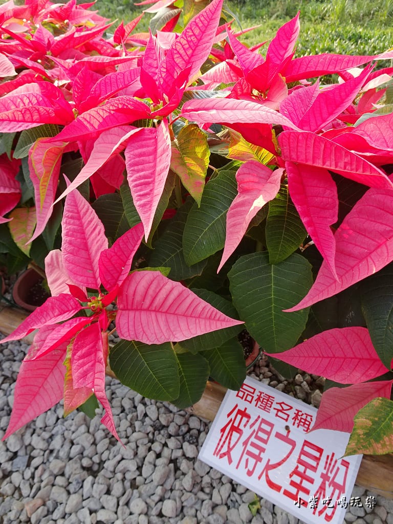 三民山城紅花燈火節18.jpg 三民山城紅花燈火節18.jpg