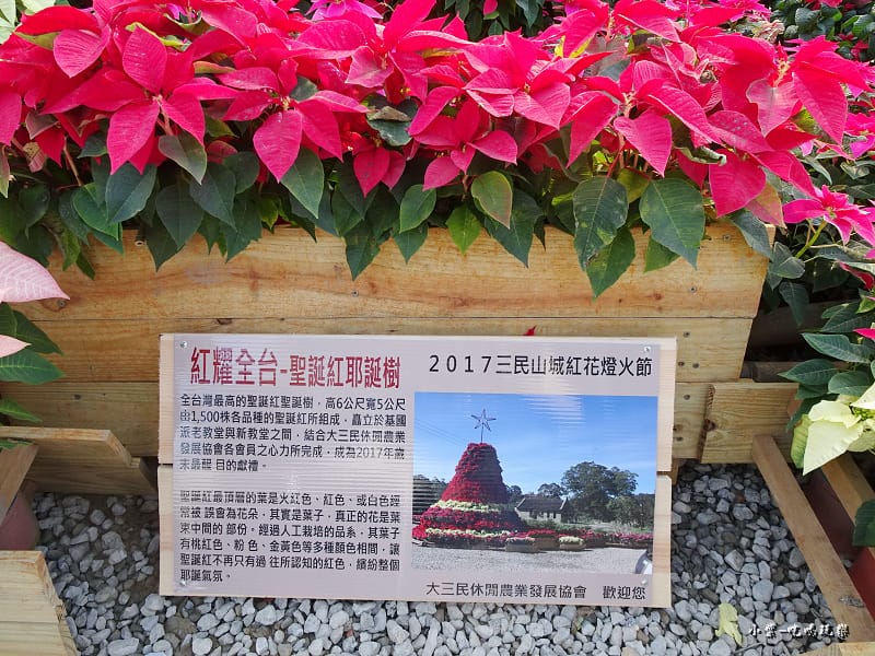聖誕紅耶誕樹 (3)3.jpg 聖誕紅耶誕樹 (3)3.jpg