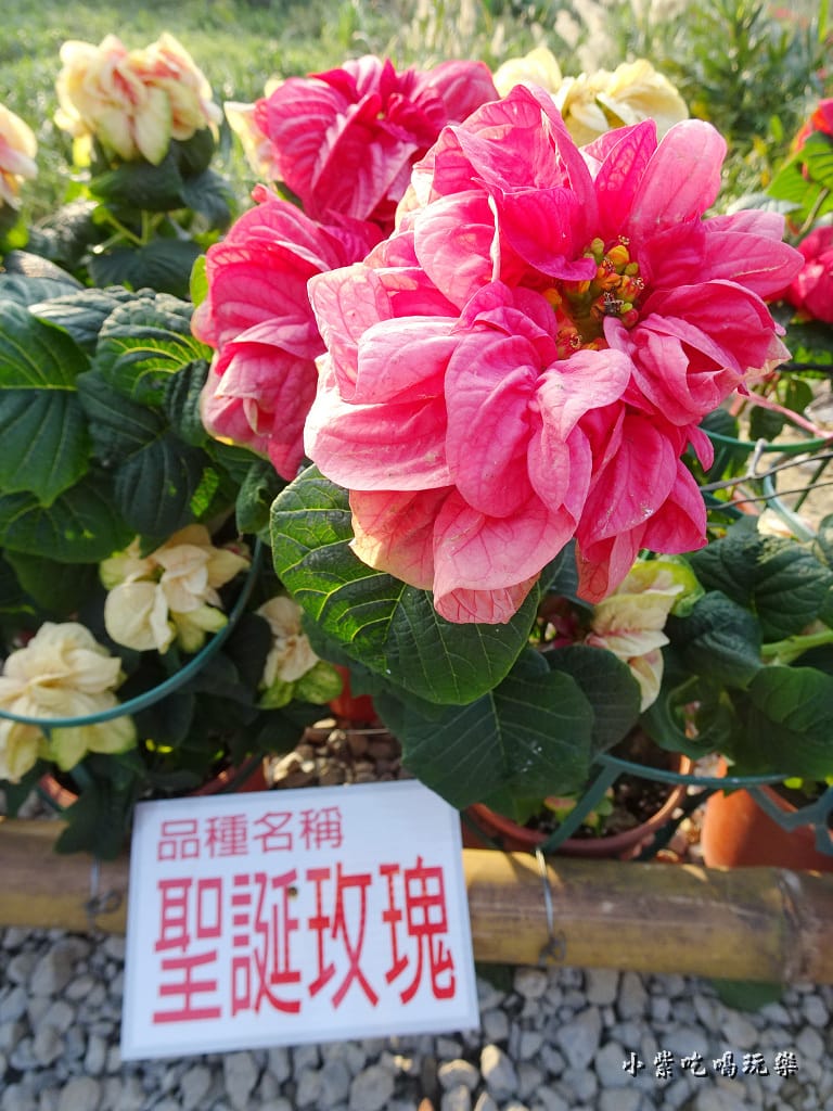 三民山城紅花燈火節15.jpg 三民山城紅花燈火節15.jpg
