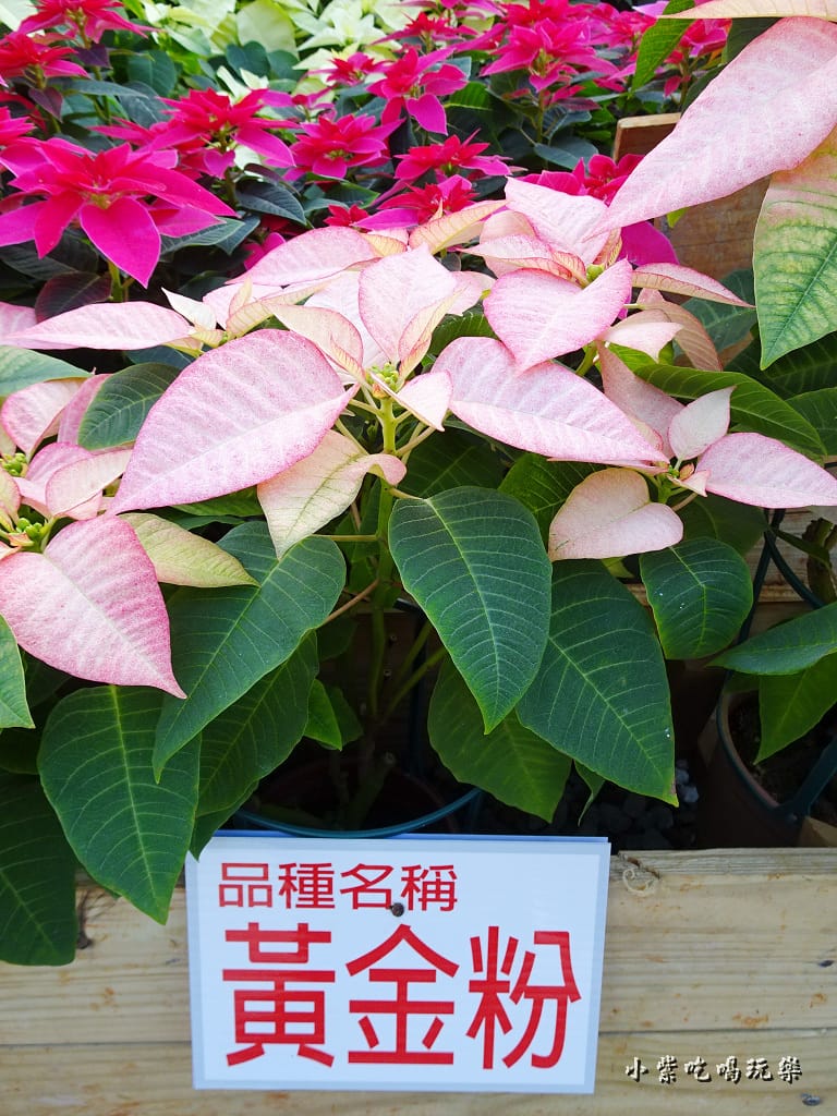 三民山城紅花燈火節16.jpg 三民山城紅花燈火節16.jpg