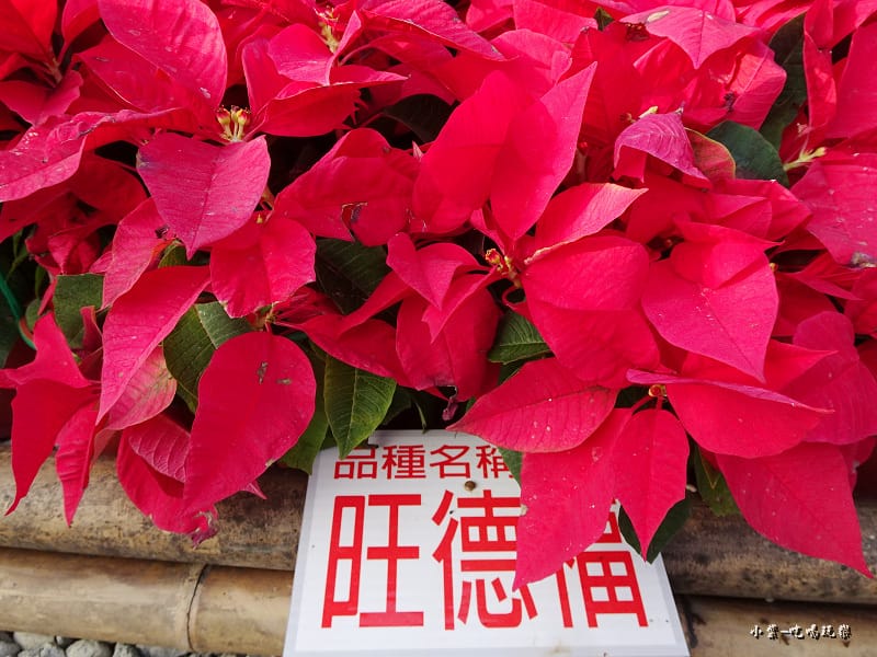 三民山城紅花燈火節7.jpg 三民山城紅花燈火節7.jpg