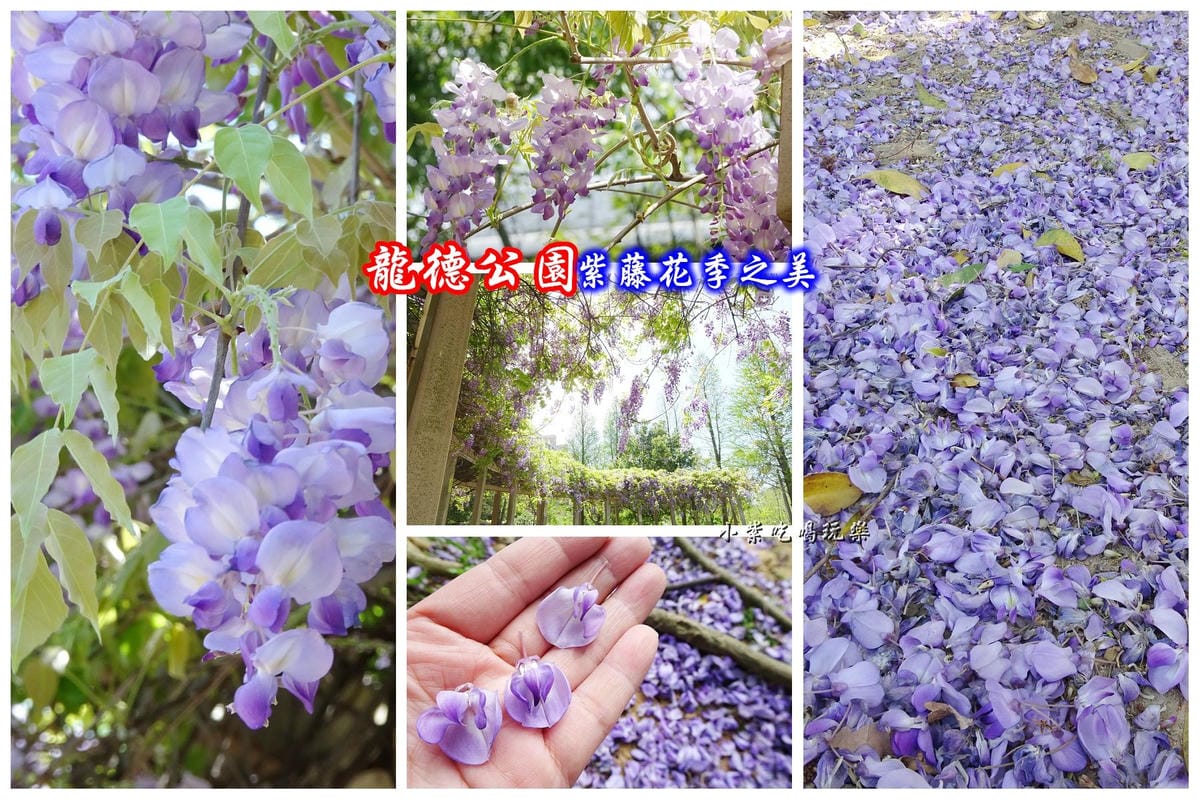 龍德公園紫藤花季首圖.jpg 龍德公園紫藤花季首圖.jpg