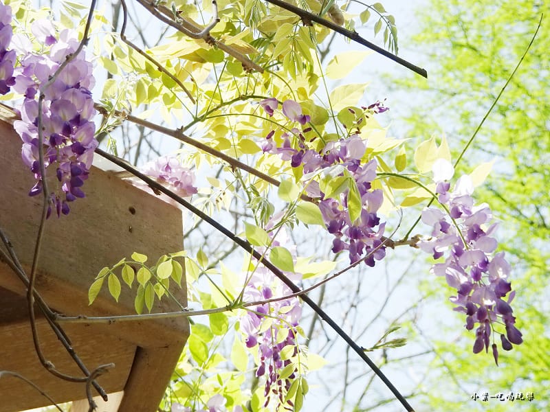 龍德公園紫藤花季16.jpg 龍德公園紫藤花季16.jpg
