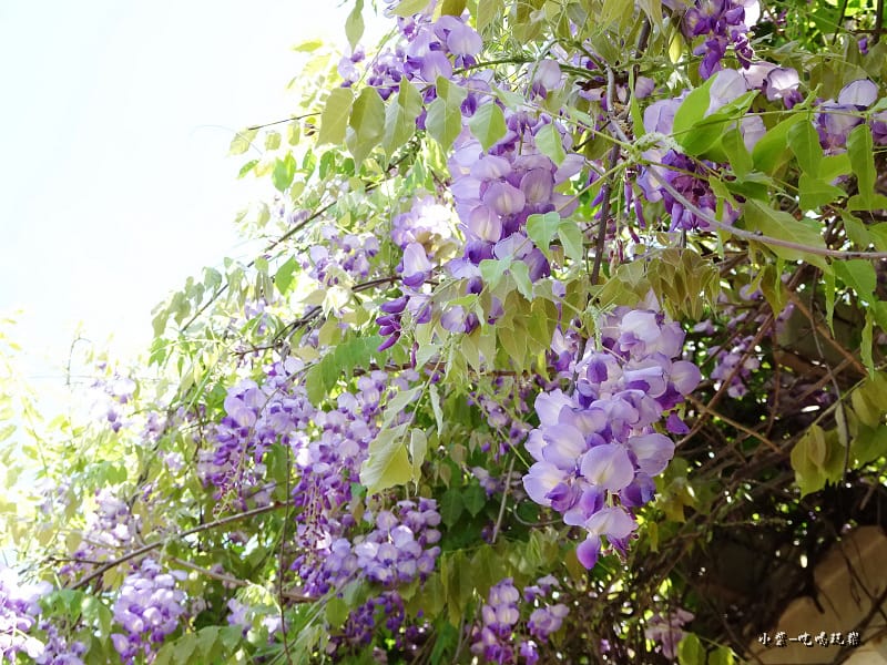龍德公園紫藤花季12.jpg 龍德公園紫藤花季12.jpg