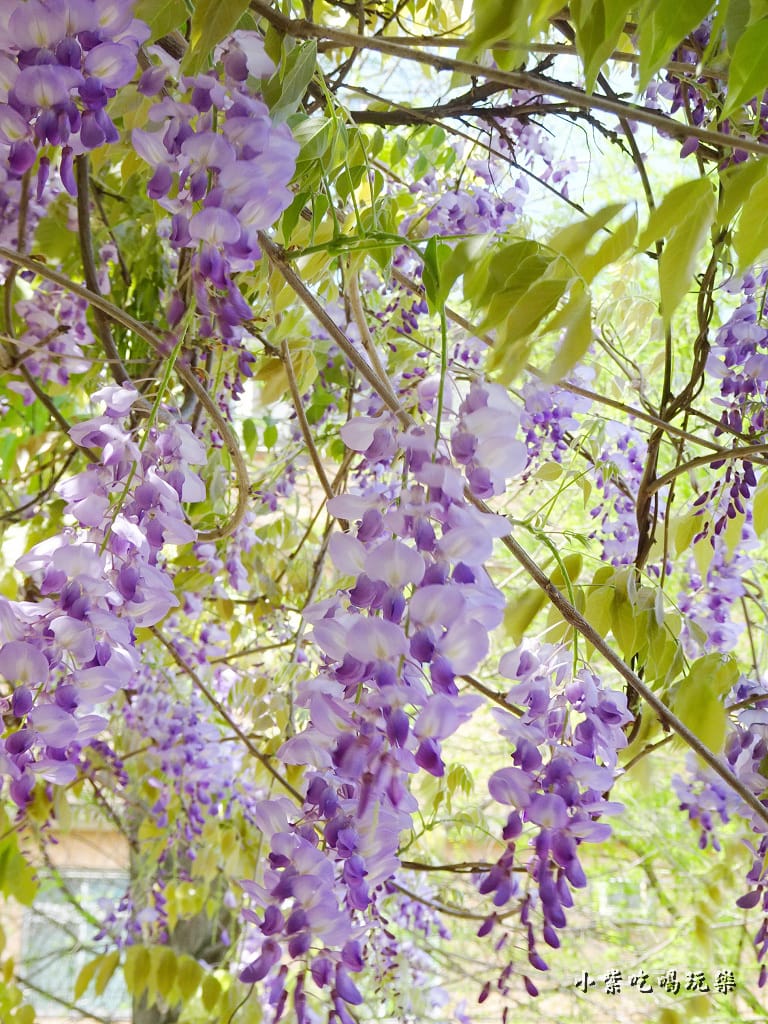 龍德公園紫藤花季23.jpg 龍德公園紫藤花季23.jpg