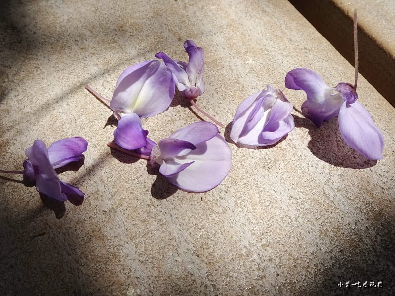 龍德公園紫藤花季11.jpg 龍德公園紫藤花季11.jpg