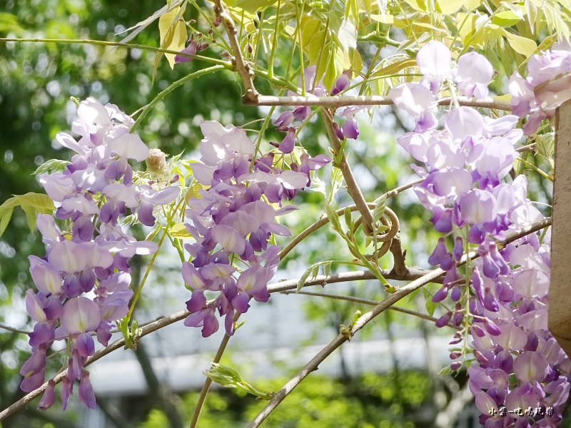 龍德公園紫藤花季17.jpg 龍德公園紫藤花季17.jpg