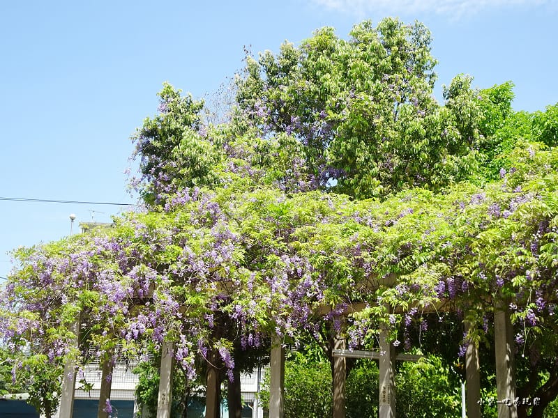 龍德公園紫藤花季9.jpg 龍德公園紫藤花季9.jpg