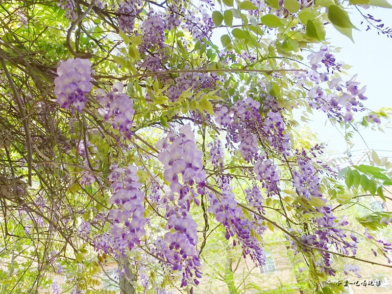 龍德公園紫藤花季8.jpg 龍德公園紫藤花季8.jpg