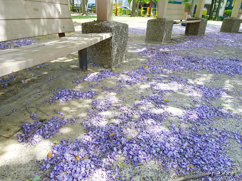 龍德公園紫藤花季3.jpg 龍德公園紫藤花季3.jpg