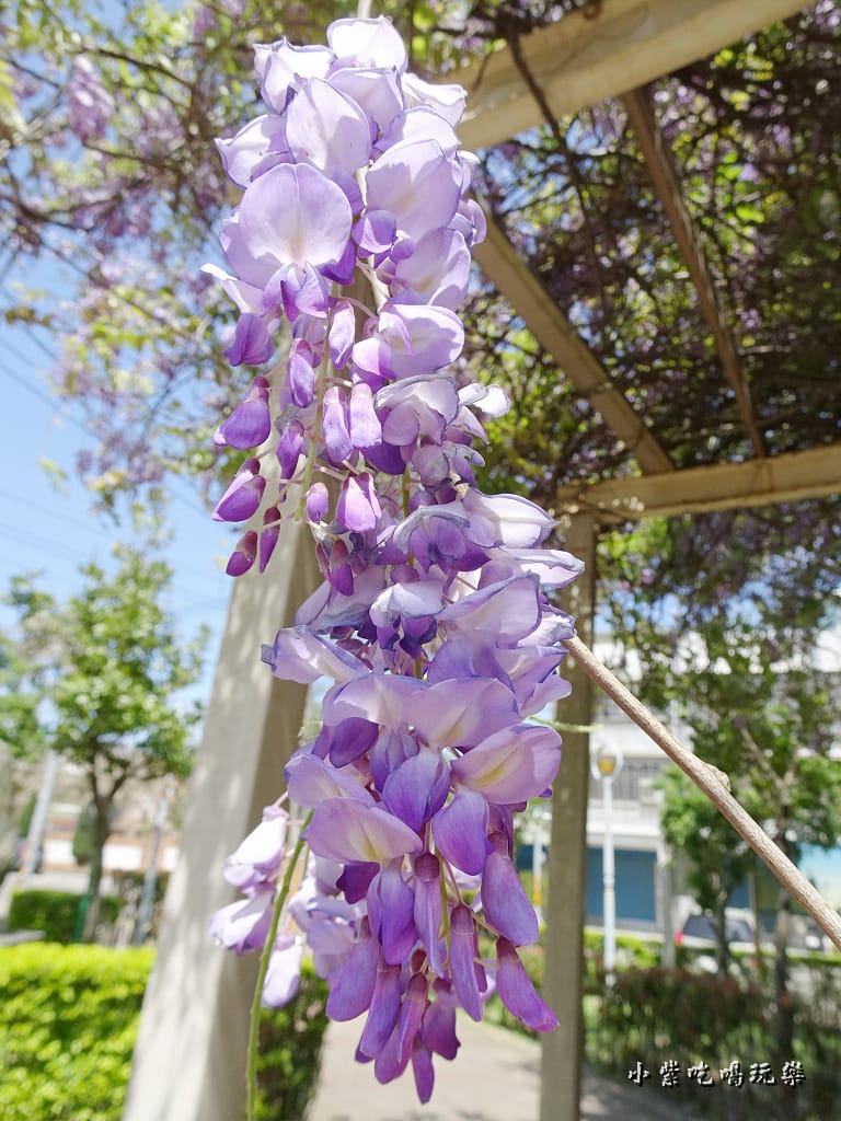 龍德公園紫藤花季27.jpg 龍德公園紫藤花季27.jpg