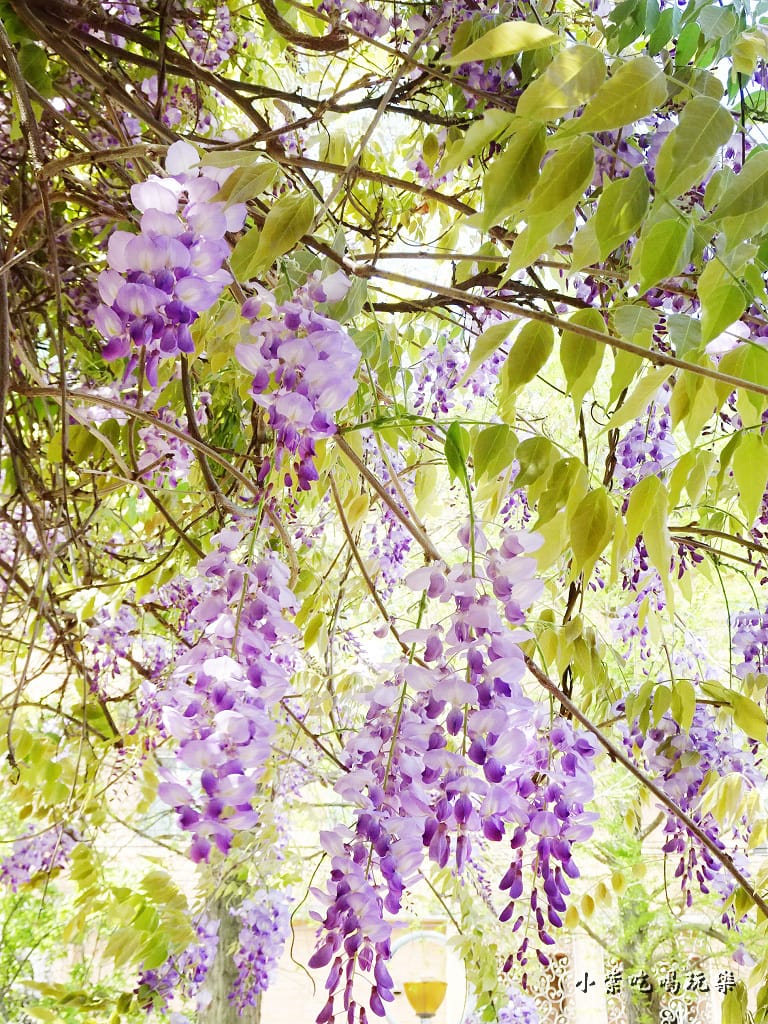 龍德公園紫藤花季24.jpg 龍德公園紫藤花季24.jpg