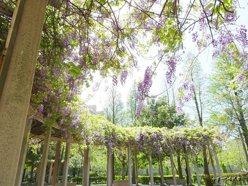 龍德公園紫藤花季4.jpg 龍德公園紫藤花季4.jpg