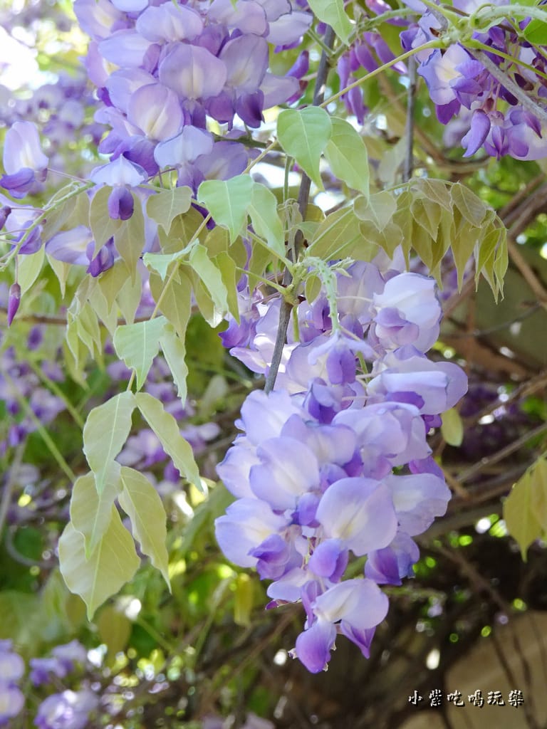 龍德公園紫藤花季26.jpg 龍德公園紫藤花季26.jpg