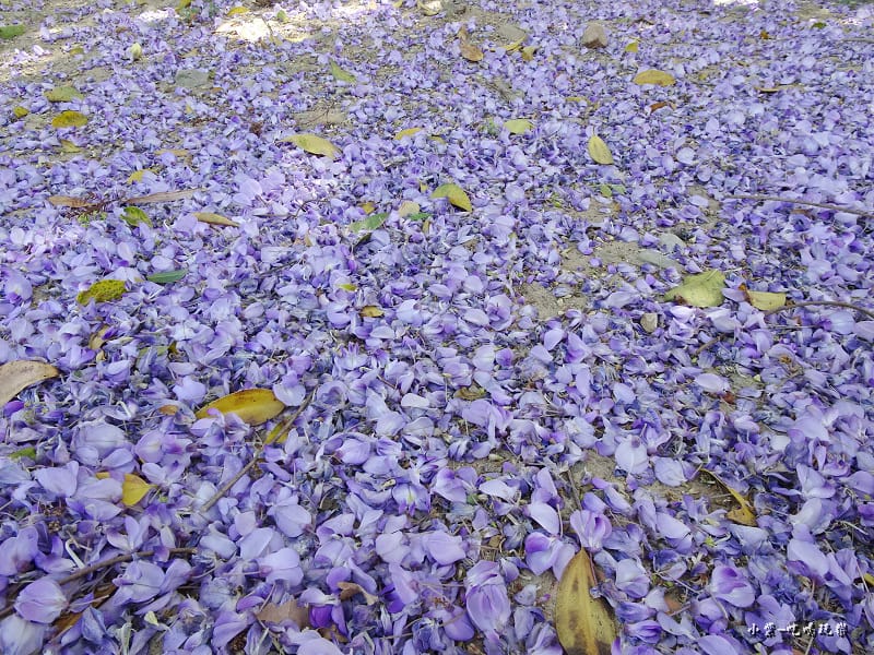 龍德公園紫藤花季2.jpg 龍德公園紫藤花季2.jpg