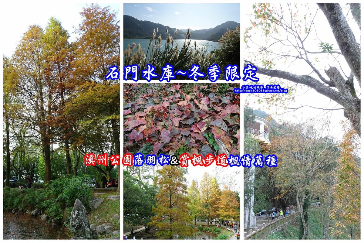 石門水庫-落羽松.jpg 石門水庫-落羽松.jpg