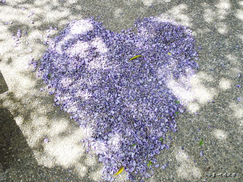 龍德公園紫藤花季7.jpg 龍德公園紫藤花季7.jpg