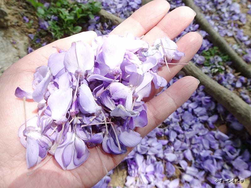 龍德公園紫藤花季10.jpg 龍德公園紫藤花季10.jpg