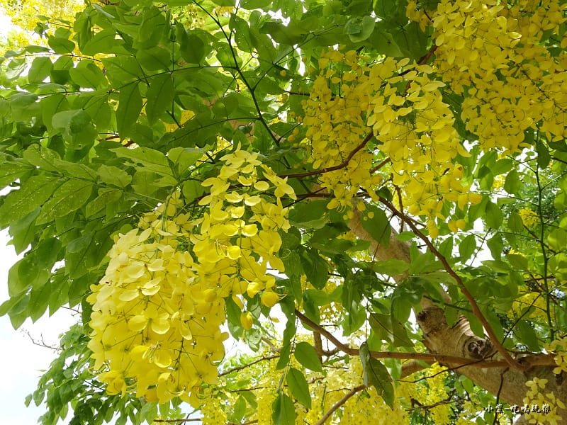 新營家樂福旁網球場阿勃勒 (4).jpg