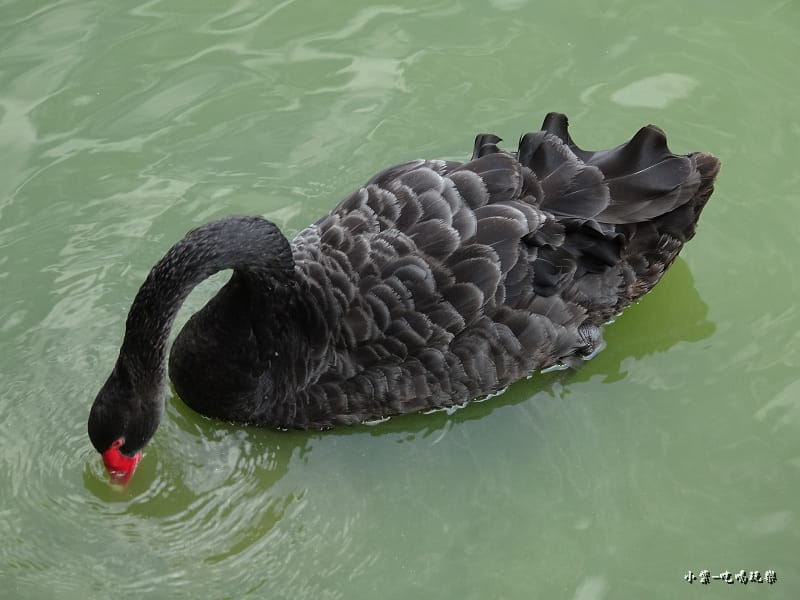 天鵝湖水上公園 (10).jpg
