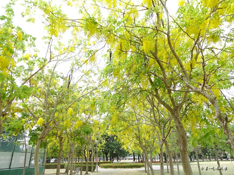 新營家樂福旁網球場阿勃勒 (2).jpg