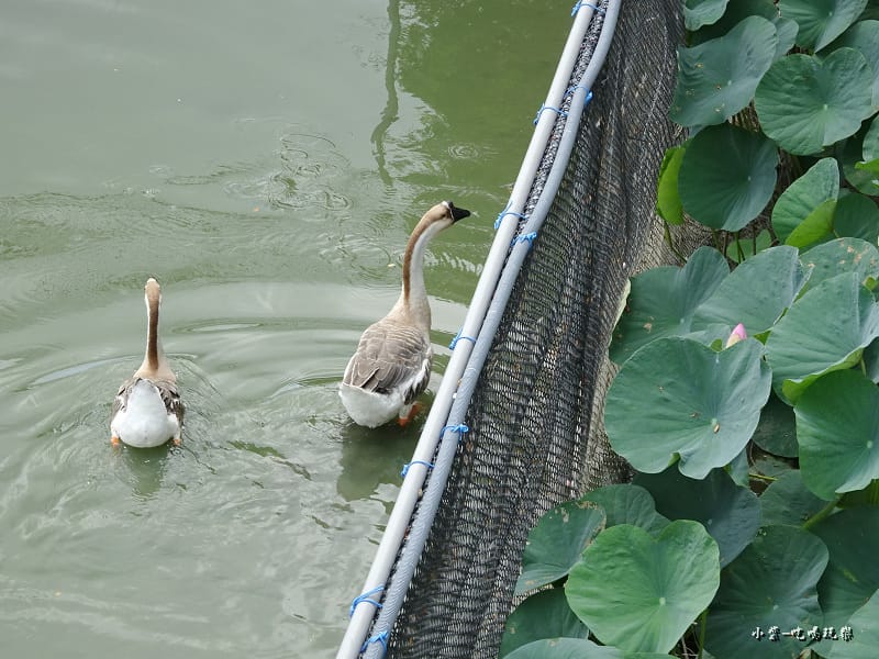 天鵝湖水上公園 (9).jpg