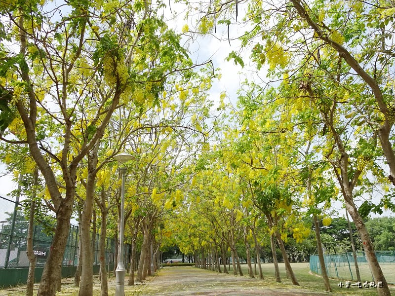 新營家樂福旁網球場阿勃勒 (1).jpg