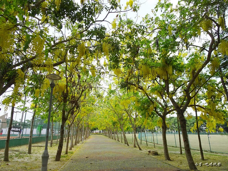 新營家樂福旁網球場阿勃勒 (3).jpg