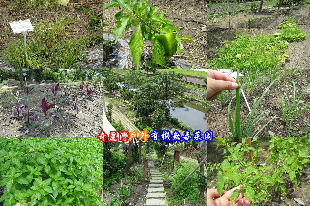 奇麗灣有機菜園.jpg 奇麗灣有機菜園.jpg