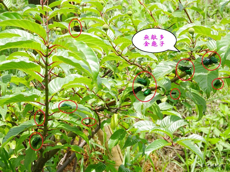 戶外生態池 (3).jpg 戶外生態池 (3).jpg