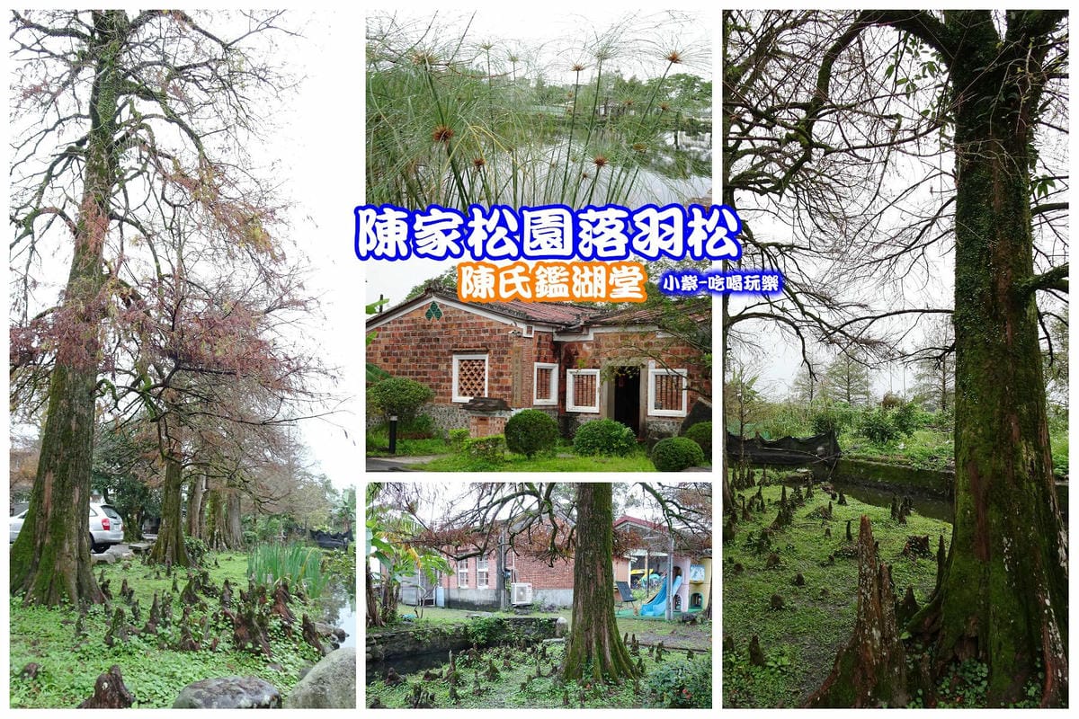陳家松園落羽松-拼圖.jpg