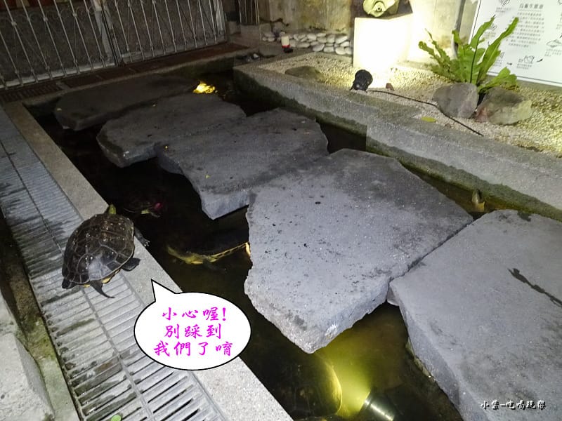 中庭鳥龜 (2)0.jpg