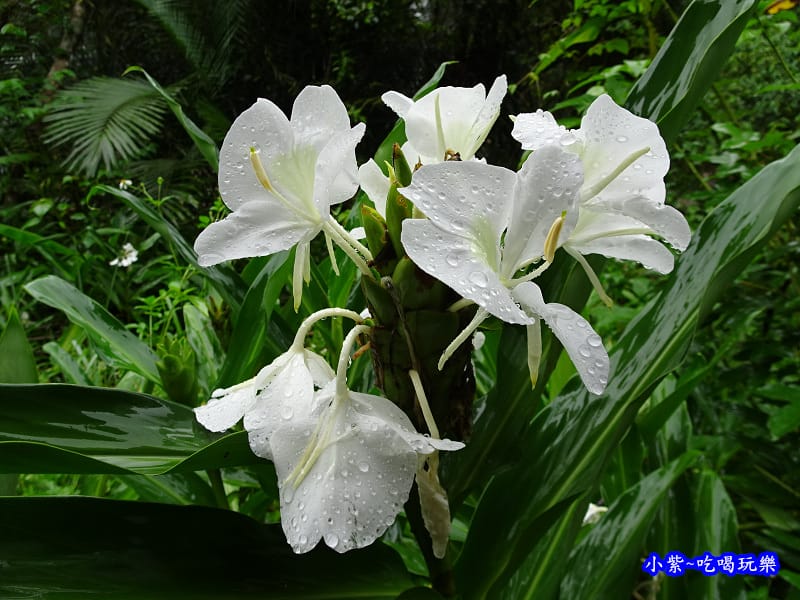 烏紗溪瀑布-內洞森林遊樂區 (30).jpg 烏紗溪瀑布-內洞森林遊樂區 (30).jpg