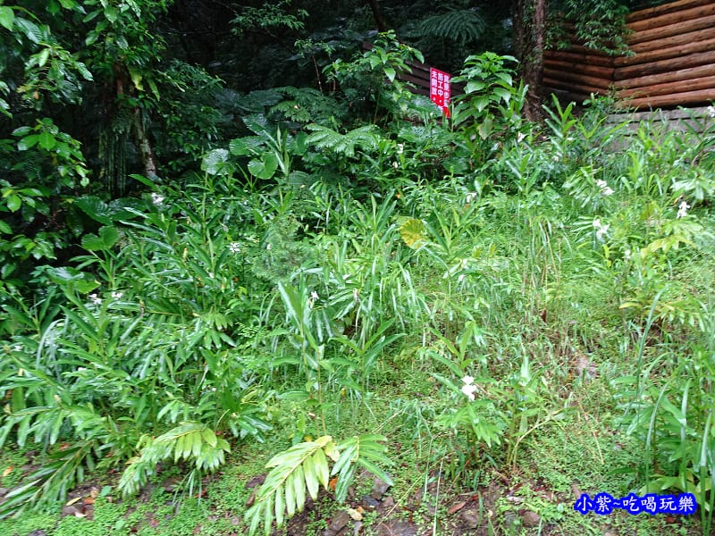 烏紗溪瀑布-內洞森林遊樂區 (31).jpg 烏紗溪瀑布-內洞森林遊樂區 (31).jpg