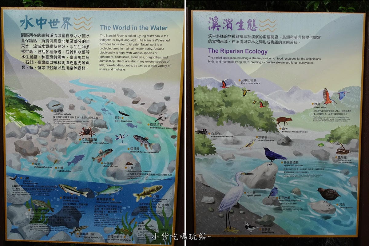 溪中生態-內洞國家森林遊樂區.jpg 溪中生態-內洞國家森林遊樂區.jpg