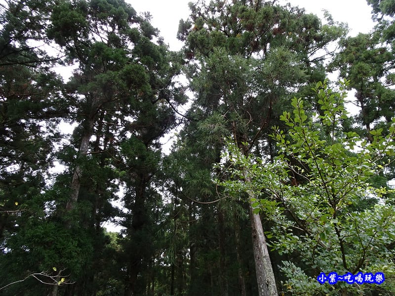 北橫一日遊【東眼山國家森林遊樂區】四周群山環繞、園區主要以柳