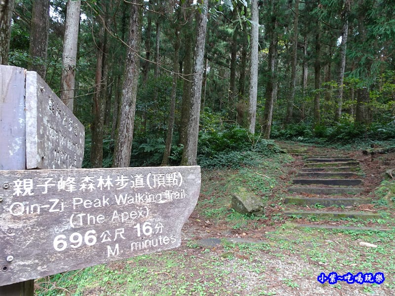 北橫一日遊【東眼山國家森林遊樂區】四周群山環繞、園區主要以柳